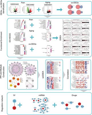 Identification of the common differentially expressed genes and pathogenesis between neuropathic pain and aging